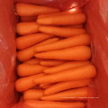 Fournisseur d&#39;or pour la carotte fraîche avec une bonne qualité